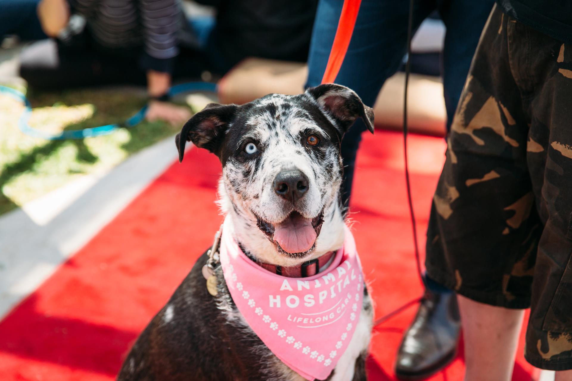 Dogtober at Beaufort Street Artisan Market