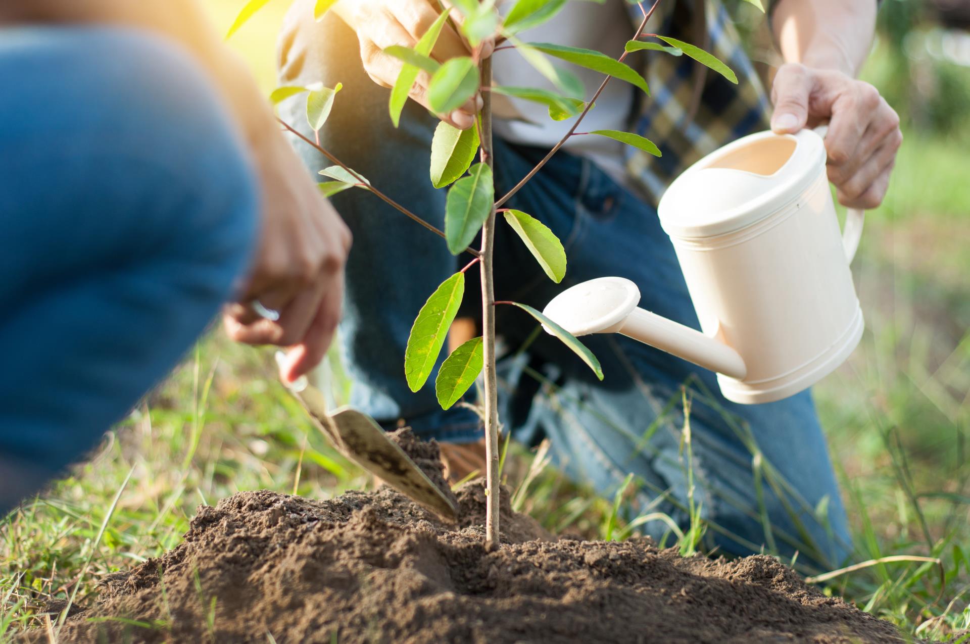 Community Tree Planting Day