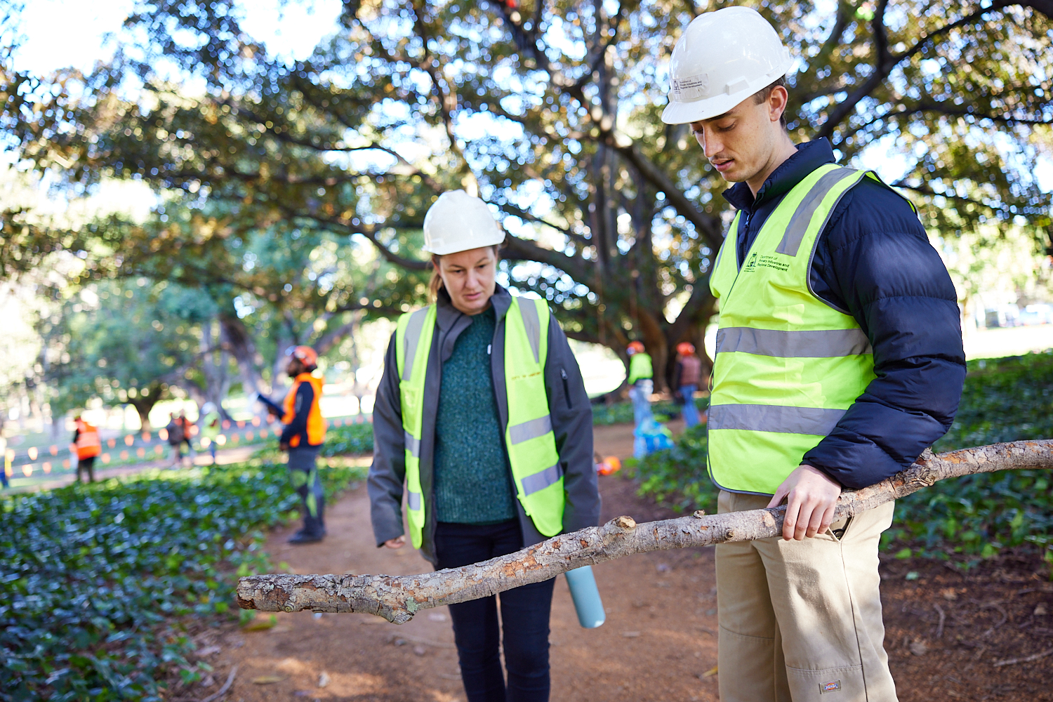 Polyphagous shot-hole borer treatment at Hyde Park