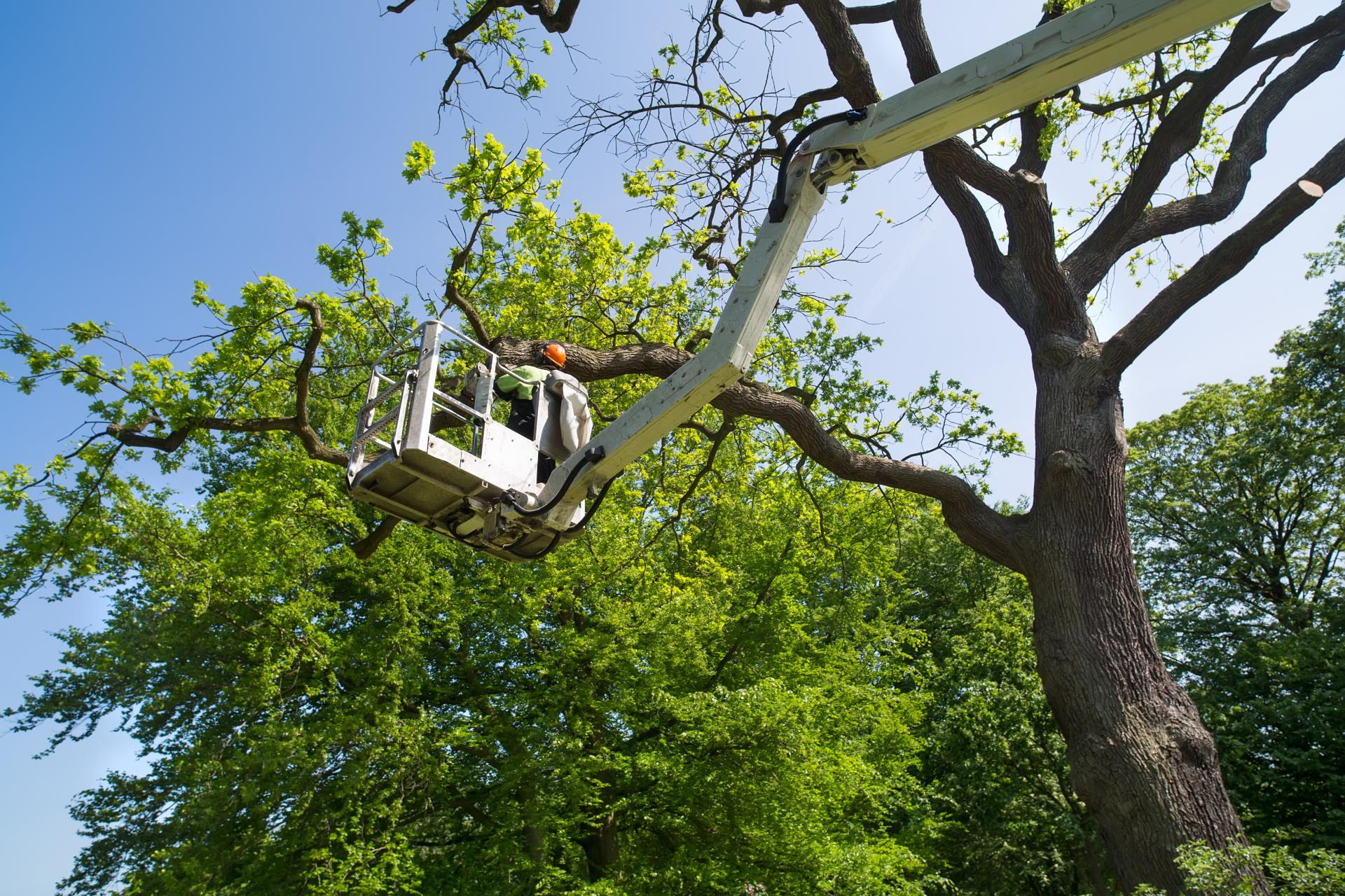 Street Tree Pruning - Oxford Street Leederville